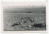 Grauen des Krieges - 10 Fotos toter Soldaten an der Ostfront in Russland