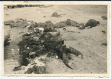 Tote russische Soldaten im Kampfgebiet der 21. Infanterie Division Russland 1941