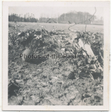 9 Fotos Alliiertes Bomber Flugzeug Wrack und tote Besatzung auf einem Feld in Deutschland